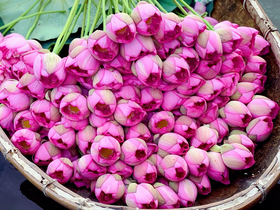 Mùa sen về, trà ướp bông sen tươi 40 ngàn/bông đắt khách, người làng sen Tây Hồ ngày bán gần 1000 bông cho khách mang đi biếu-3