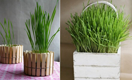 Tuyệt chiêu với rác từ nhà bếp” khiến muỗi khiếp vía, cách thứ 4 chắc chẳng ai nghĩ tới-8