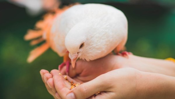 Đây là loài vật bổ gấp 9 lần thịt gà, được mệnh danh là thuốc bổ thượng phẩm giúp phụ nữ hồi xuân và miễn dịch nhiều loại bệnh-1