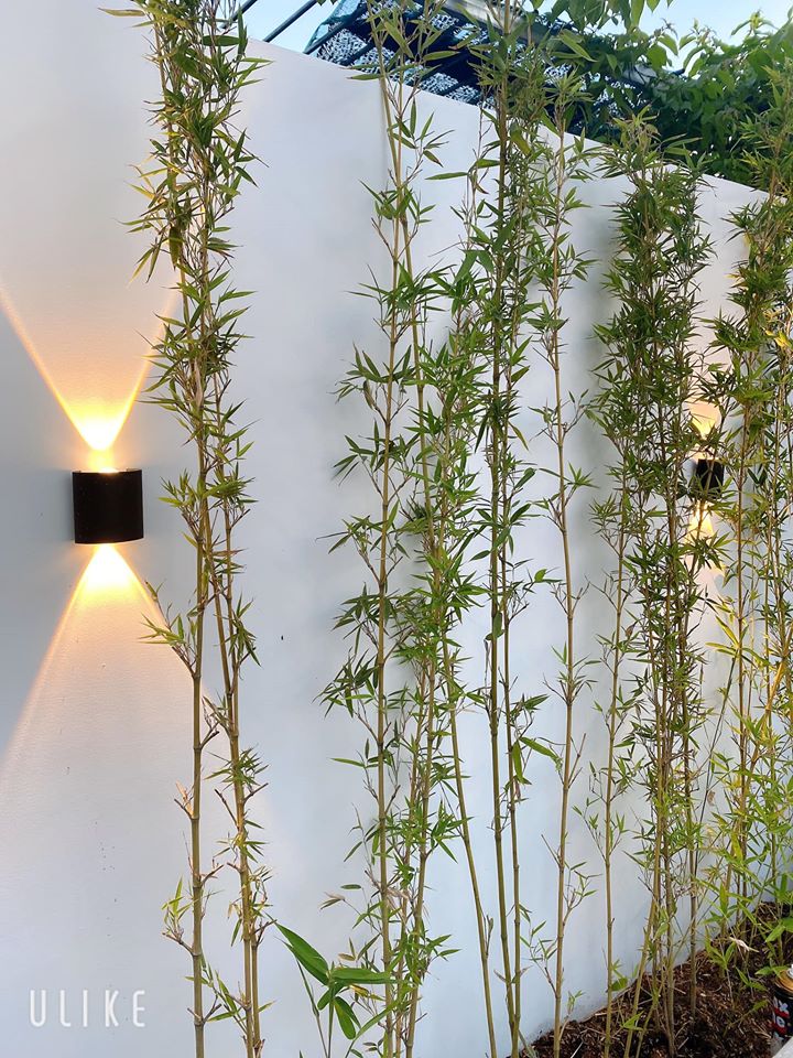 Căn nhà cấp 4 có diện tích 125m² với tổng chi phí 1 tỷ đồng, xây dựng trong vòng hai tháng ở Phan Thiết-1