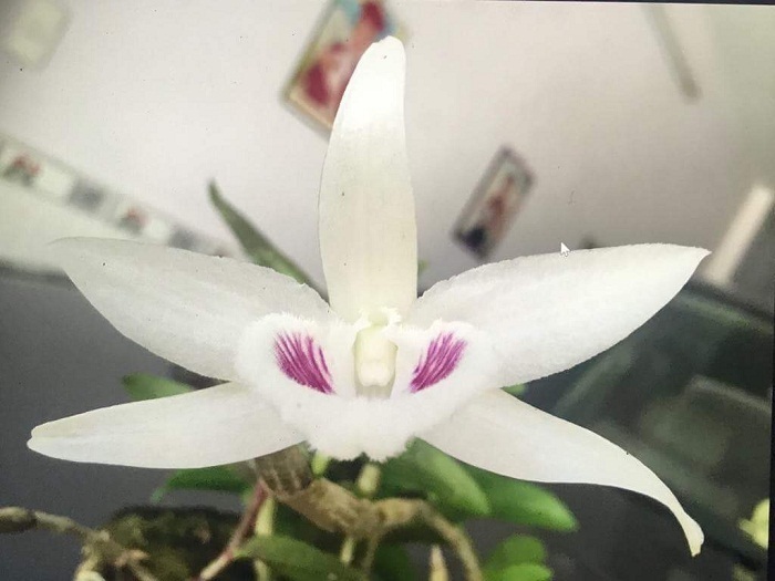 Lan đột biến bán giá bạc tỷ, tâm sự của người trong nghề-2