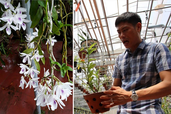 Yếu tố dặc biệt khiến đại gia chi tiền tỷ để mua lan đột biến-13