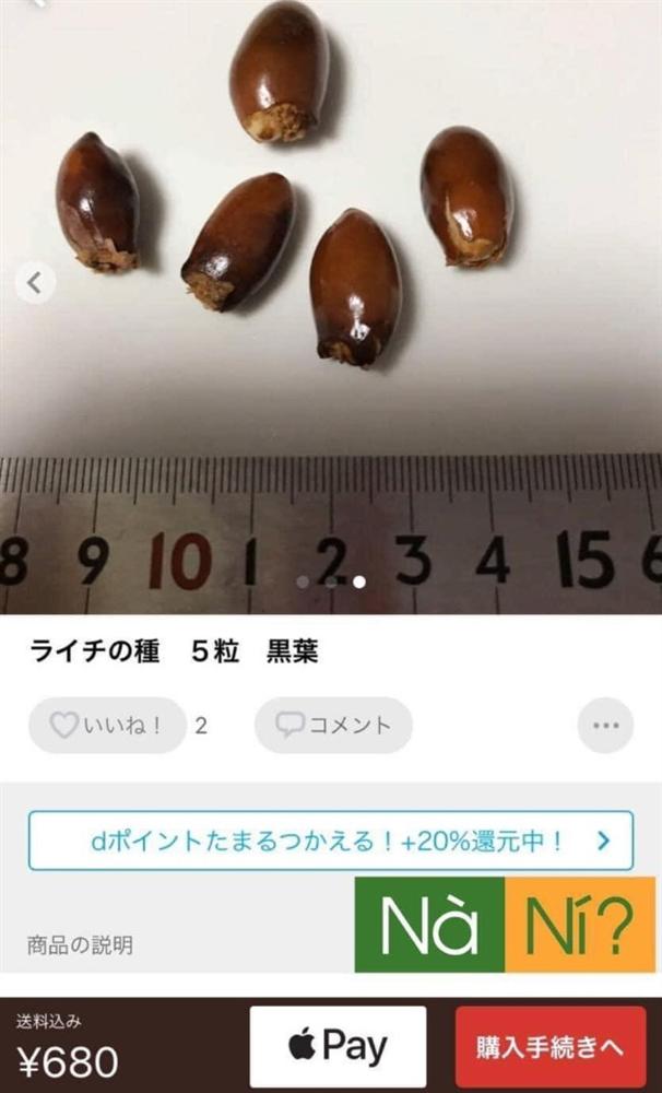 Hạt vải thiều ăn xong vứt đi, nay rao bán 1 triệu đồng/kg-3