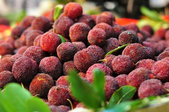 Loạn giá bán quả thanh mai cuối mùa trên chợ mạng: Nơi 30 ngàn/kg, nơi rao tận 70 ngàn