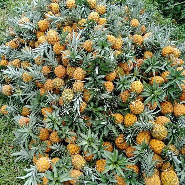 Thực hư dứa Thái mini siêu ngọt giảm giá sập sàn 10.000 đồng/kg-2