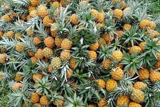 Thực hư dứa Thái mini siêu ngọt giảm giá 'sập sàn' 10.000 đồng/kg