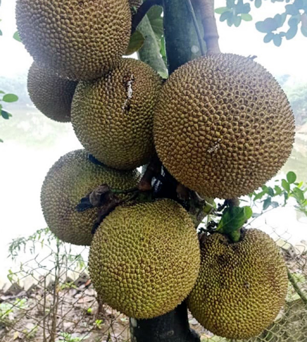 Cuối tuần tìm mua mít quê, bà chị công sở kiếm tiền triệu mỗi chuyến-1