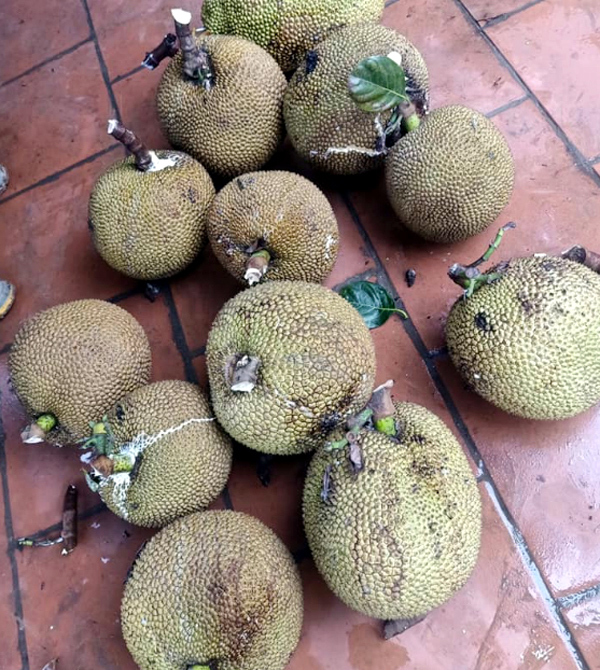 Cuối tuần tìm mua mít quê, bà chị công sở kiếm tiền triệu mỗi chuyến-4