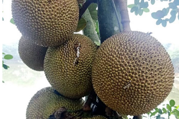 Lạ miệng mít ruột đỏ múi to dày, thơm ngọt giá 120.000 đồng/kg vẫn hút khách-5