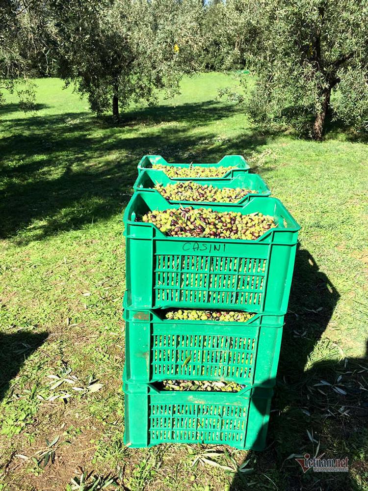 Villa 10.000 m2 của Hoa hậu Ngô Mỹ Uyên cùng chồng Tây-11