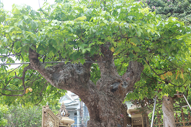 Cây khế độc nhất vô nhị có giá 3 tỷ đồng của đại gia Phú Thọ-11