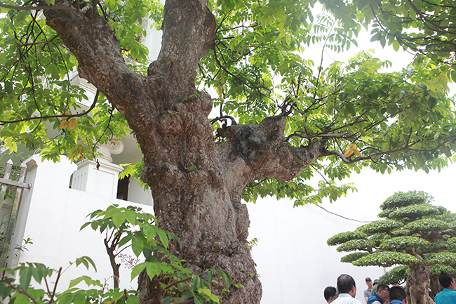 Cây khế độc nhất vô nhị có giá 3 tỷ đồng của đại gia Phú Thọ-12