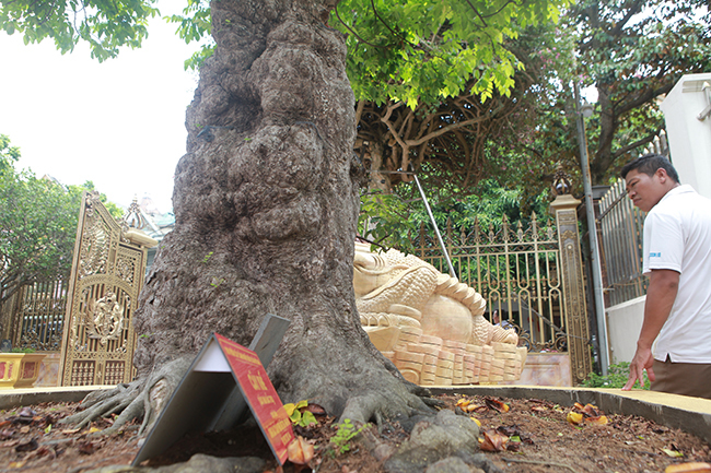 Cây khế độc nhất vô nhị có giá 3 tỷ đồng của đại gia Phú Thọ-2