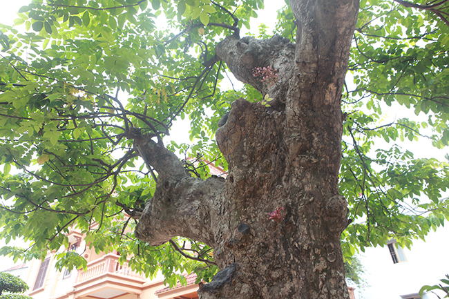 Cây khế độc nhất vô nhị có giá 3 tỷ đồng của đại gia Phú Thọ-3