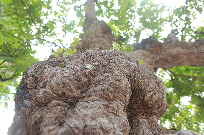 Cây khế độc nhất vô nhị có giá 3 tỷ đồng của đại gia Phú Thọ-6