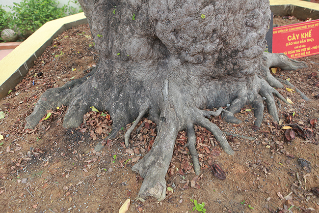 Cây khế độc nhất vô nhị có giá 3 tỷ đồng của đại gia Phú Thọ-7