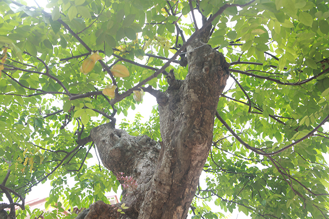 Cây khế độc nhất vô nhị có giá 3 tỷ đồng của đại gia Phú Thọ-9