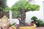 Sửng sốt với cây khế cổ dáng long đẹp nhất Việt Nam có giá 5 tỷ đồng-13