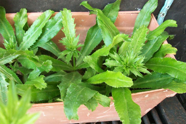 Mẹo ướp và chiên cá đơn giản, thơm ngon-1