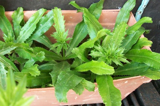 Trồng rau mùi tàu theo cách này, 20 ngày sau chị em mừng rỡ vì có đám rau xanh non