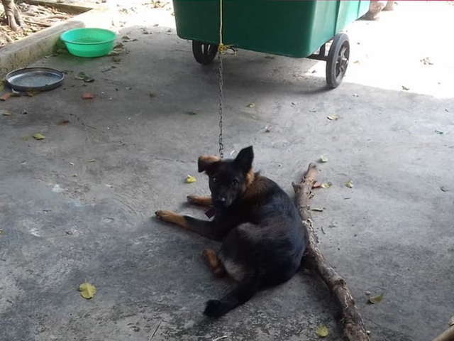 Hy hữu: 2 gia đình kiện nhau từ xã lên tới tỉnh để giành quyền nuôi... một con chó-1