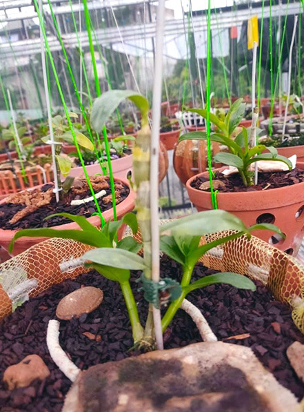 Yếu tố dặc biệt khiến đại gia chi tiền tỷ để mua lan đột biến-1