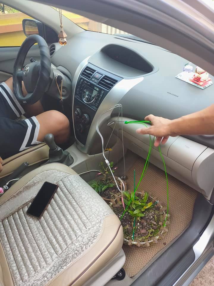 Yếu tố dặc biệt khiến đại gia chi tiền tỷ để mua lan đột biến-3