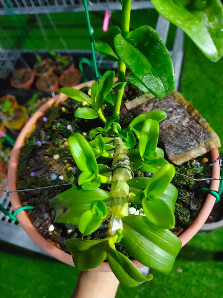 Yếu tố dặc biệt khiến đại gia chi tiền tỷ để mua lan đột biến-12