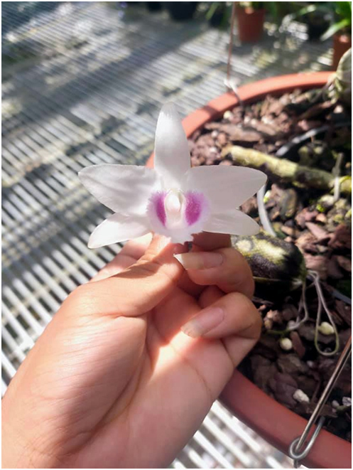 Yếu tố dặc biệt khiến đại gia chi tiền tỷ để mua lan đột biến-4