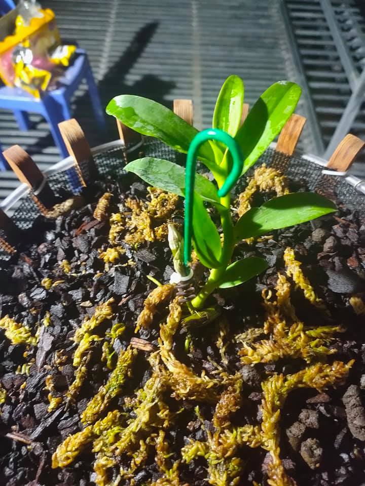 Yếu tố dặc biệt khiến đại gia chi tiền tỷ để mua lan đột biến-6