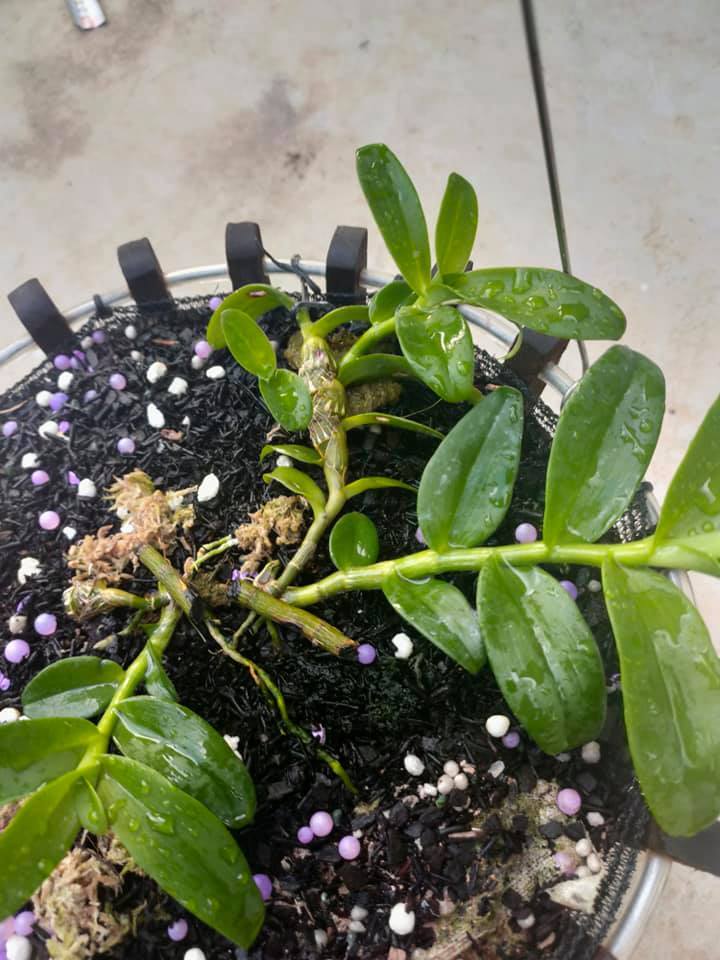 Yếu tố dặc biệt khiến đại gia chi tiền tỷ để mua lan đột biến-7