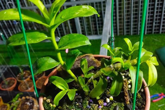 Yếu tố dặc biệt khiến đại gia chi tiền tỷ để mua lan đột biến