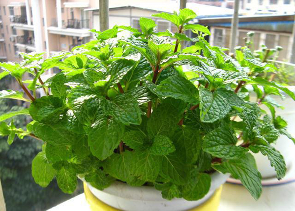 Nhà bếp nặng mùi dầu mỡ, trồng ngay những loại cây này vừa làm sạch không khí lại còn ngăn ngừa vi khuẩn-3