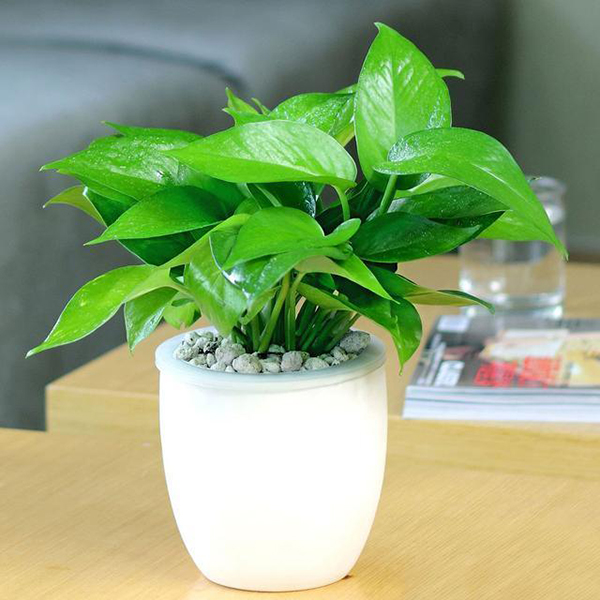 Nhà bếp nặng mùi dầu mỡ, trồng ngay những loại cây này vừa làm sạch không khí lại còn ngăn ngừa vi khuẩn-6