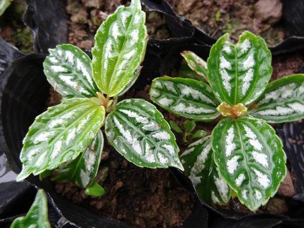 Nhà bếp nặng mùi dầu mỡ, trồng ngay những loại cây này vừa làm sạch không khí lại còn ngăn ngừa vi khuẩn-5