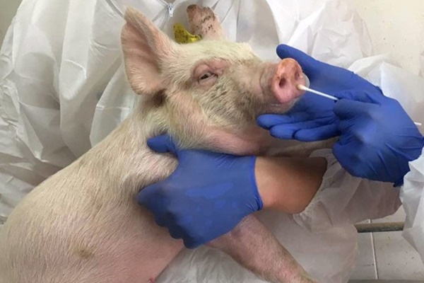 Trung Quốc phát hiện chủng virus cúm mới có thể gây đại dịch-1