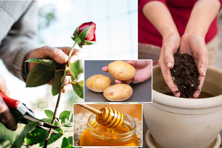 Cách trồng hoa hồng từ một cành cụt thành nhiều bông nở rộ ai ngắm cũng phải lòng-1