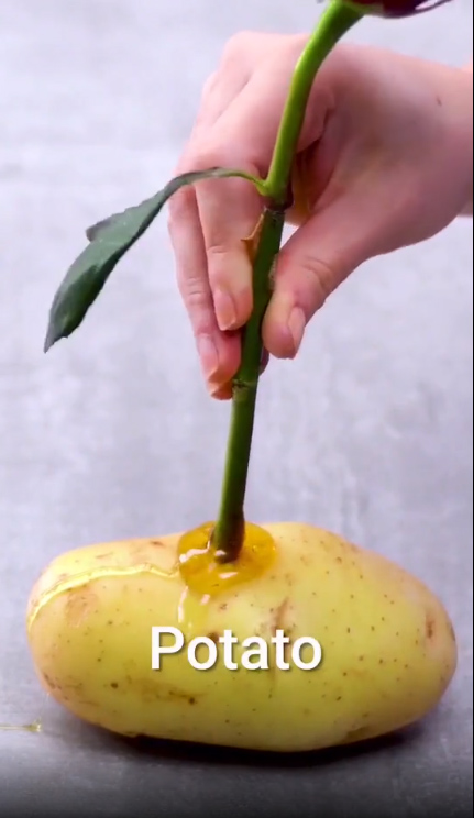 Cách trồng hoa hồng từ một cành cụt thành nhiều bông nở rộ ai ngắm cũng phải lòng-3