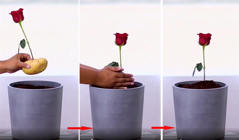 Cách trồng hoa hồng từ một cành cụt thành nhiều bông nở rộ ai ngắm cũng phải lòng-5