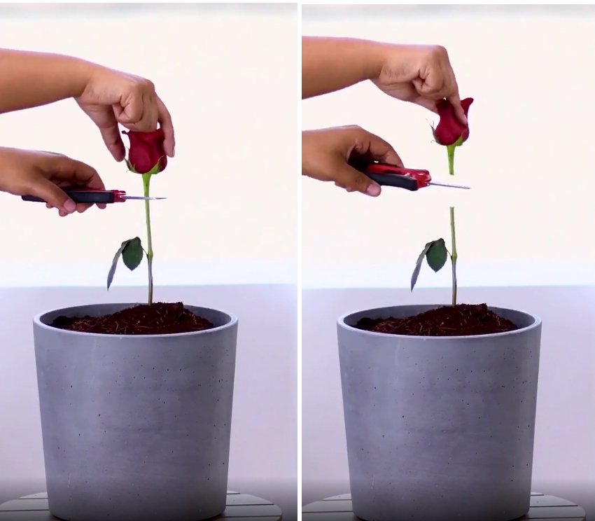 Cách trồng hoa hồng từ một cành cụt thành nhiều bông nở rộ ai ngắm cũng phải lòng-6