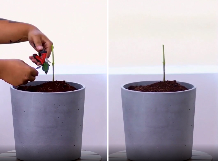 Cách trồng hoa hồng từ một cành cụt thành nhiều bông nở rộ ai ngắm cũng phải lòng-7