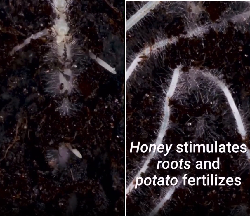 Cách trồng hoa hồng từ một cành cụt thành nhiều bông nở rộ ai ngắm cũng phải lòng-8