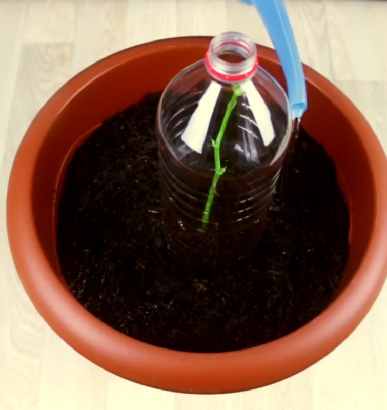 Cách trồng hoa hồng từ một cành cụt thành nhiều bông nở rộ ai ngắm cũng phải lòng-9