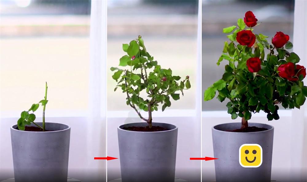 Cách trồng hoa hồng từ một cành cụt thành nhiều bông nở rộ ai ngắm cũng phải lòng-10