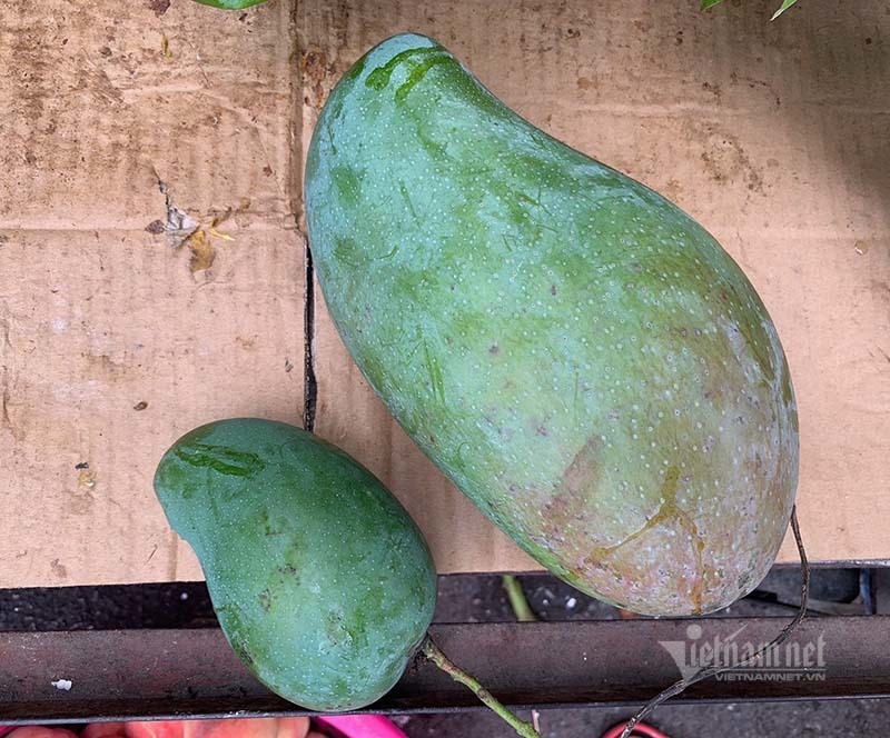 Xoài khổng lồ xuất hiện tràn khắp chợ Hà Nội-3