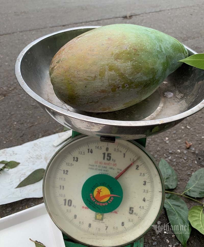 Xoài khổng lồ xuất hiện tràn khắp chợ Hà Nội-4