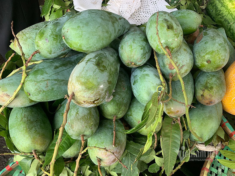 Xoài khổng lồ xuất hiện tràn khắp chợ Hà Nội-5