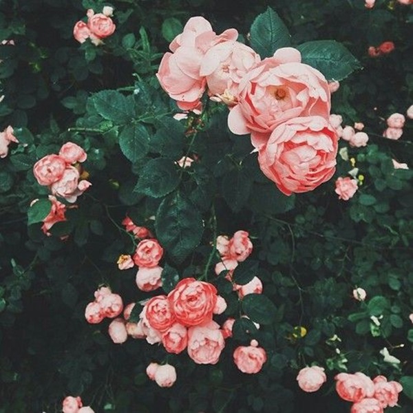 Tử vi tháng 7/2020 của 12 con giáp: Thìn vô cùng khởi sắc, Sửu cần cố gắng hơn-1