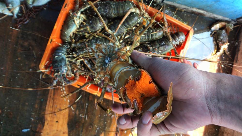Đổ bộ Hà Nội, những chú tôm hùm ôm trứng nhảy tanh tách giá siêu rẻ chỉ 450.000 đồng/kg: Có nên mua?-2