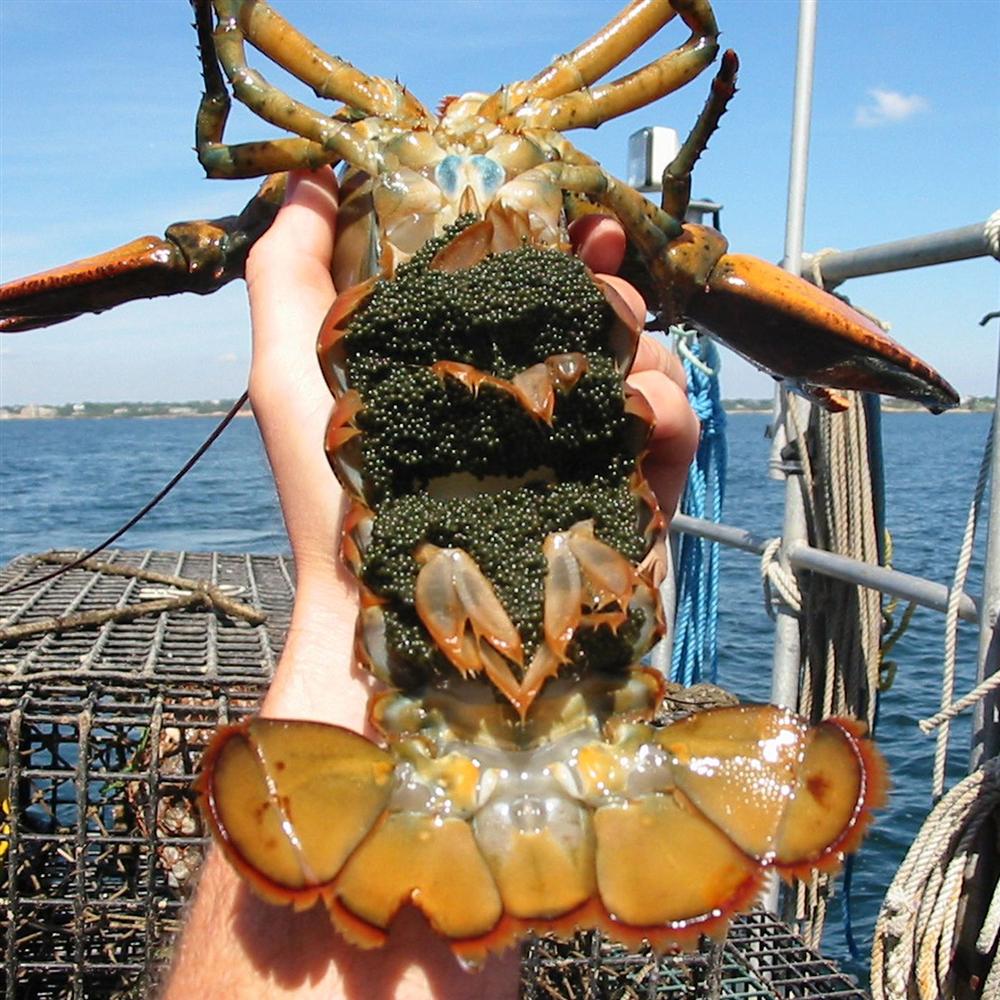 Đổ bộ Hà Nội, những chú tôm hùm ôm trứng nhảy tanh tách giá siêu rẻ chỉ 450.000 đồng/kg: Có nên mua?-3